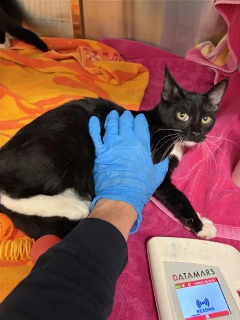 A baby small-sized female Domestic Short Hair cat named Sage for adoption in Derwood, MD