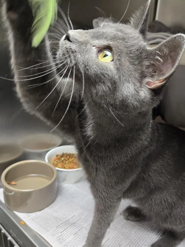 A young small-sized male Gray / Blue / Silver Domestic Short Hair cat named Flint for adoption in North Myrtle Beach, SC