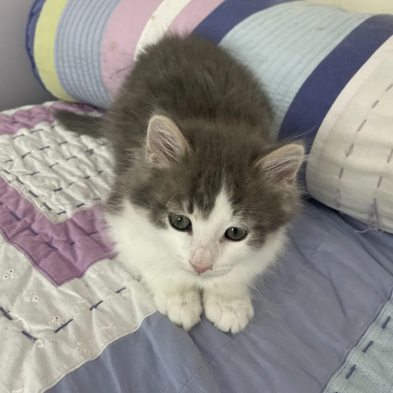 A baby medium-sized male Gray & White Domestic Short Hair cat named Luke for adoption in Phoenixville, PA