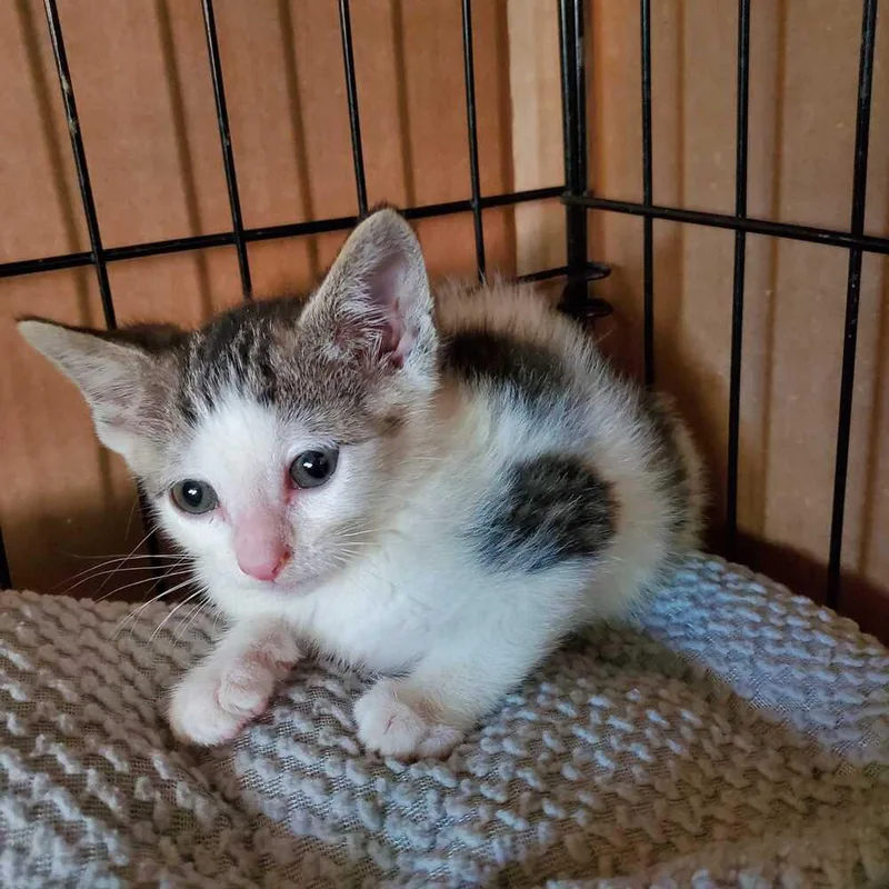 A baby medium-sized female Black & White / Tuxedo Domestic Short Hair cat named Milky Way for adoption in North Brunswick, NJ