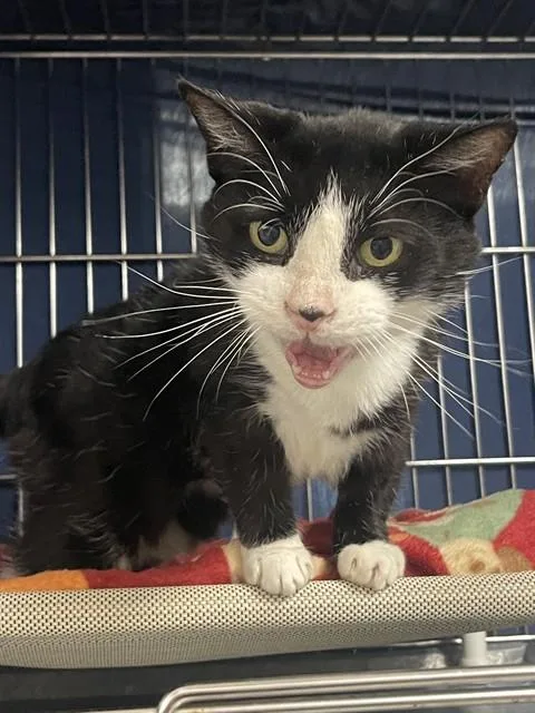 An adult small-sized female Domestic Short Hair cat named Rainbow for adoption in Easton, MD