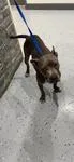An adult medium-sized female Gray / Blue / Silver Pit Bull Terrier dog named Lady A A for adoption in Sherman, TX