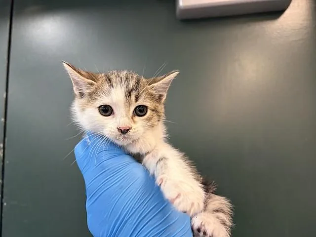 A baby small-sized male Domestic Short Hair cat named Oscar for adoption in Thousand Palms, CA