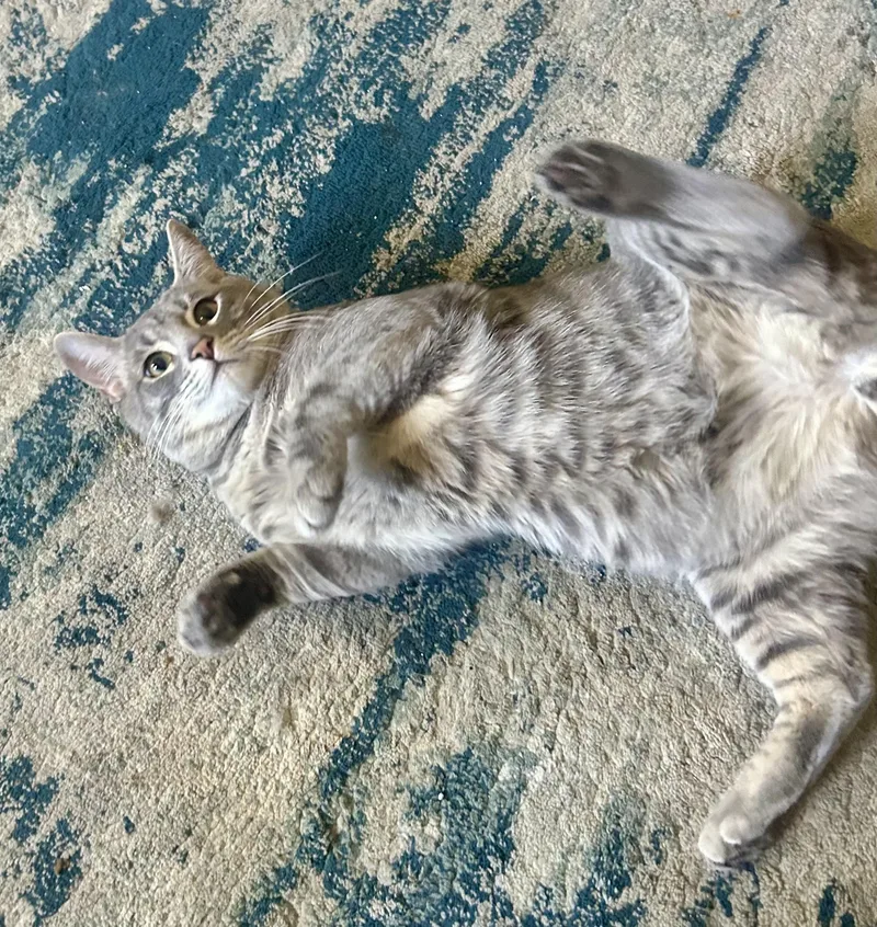 An adult medium-sized male Tabby (Gray / Blue / Silver) Domestic Short Hair cat named Lynx for adoption in San Jose, CA