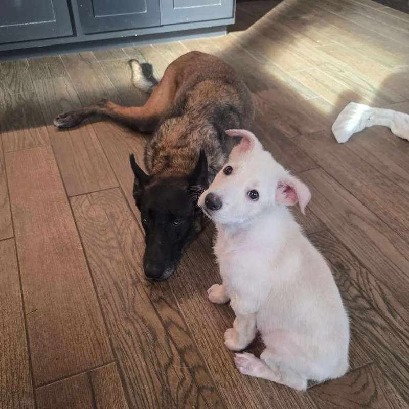 A baby medium-sized male White / Cream Labrador Retriever dog named Cola Bear DD for adoption in Austin, TX
