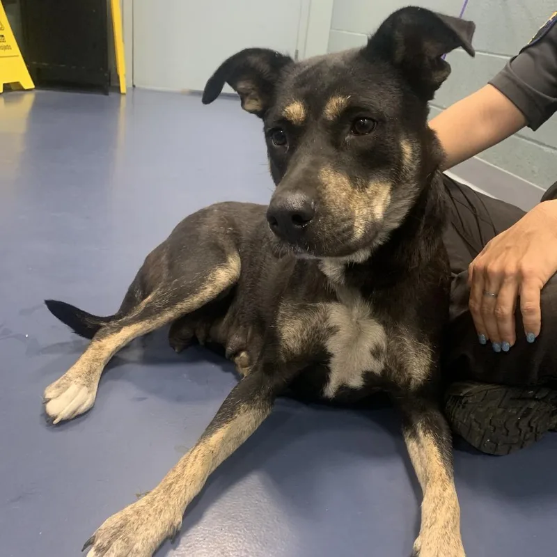 A young medium-sized female Black Mixed Breed dog named Missy for adoption in Greensboro, NC