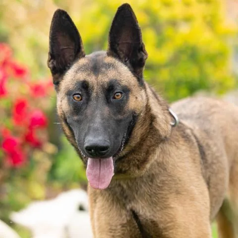 An adult large-sized female Belgian Shepherd / Malinois dog named Katy Perry for adoption in Camarillo, CA