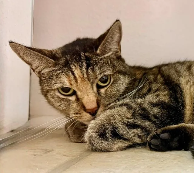 An adult medium-sized female Domestic Short Hair cat named Mara for adoption in Camarillo, CA
