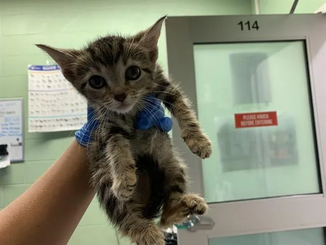 A baby small-sized female Domestic Short Hair cat named Science for adoption in Grand Prairie, TX
