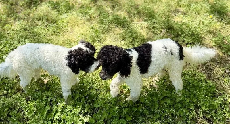 An adult small-sized male Poodle dog named Rudy for adoption in Dunwoody, GA