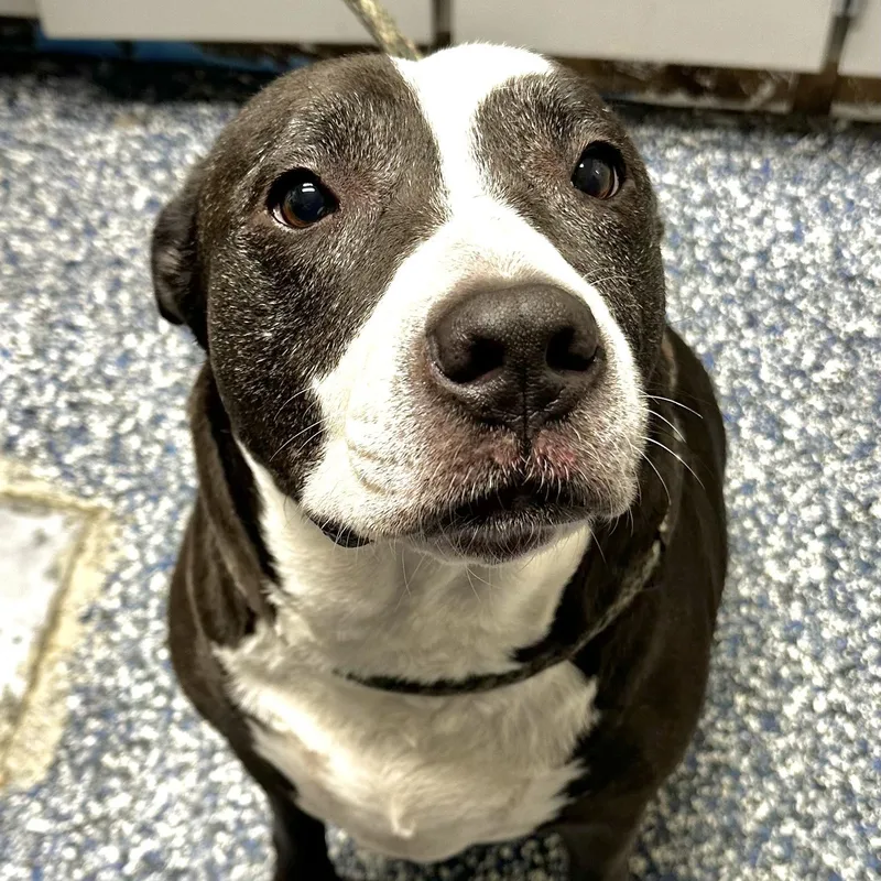An adult large-sized female Black American Bully dog named Zena for adoption in Jackson, NJ