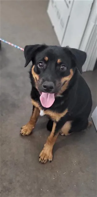 A young medium-sized male Mixed Breed dog named Sirius for adoption in Dallas, TX