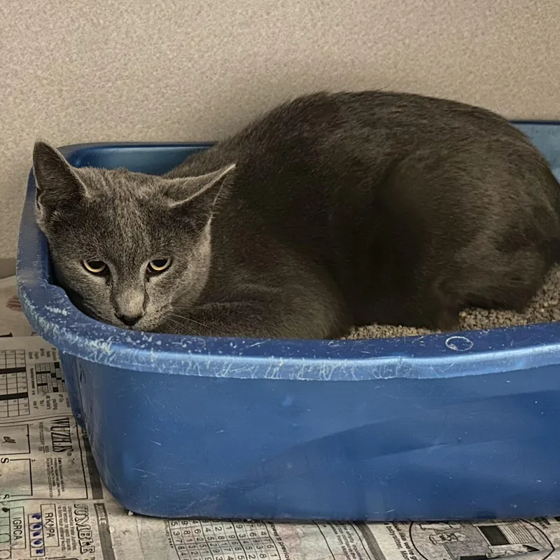 A young medium-sized male Gray / Blue / Silver Domestic Short Hair cat named Ranch for adoption in Mason City, IA