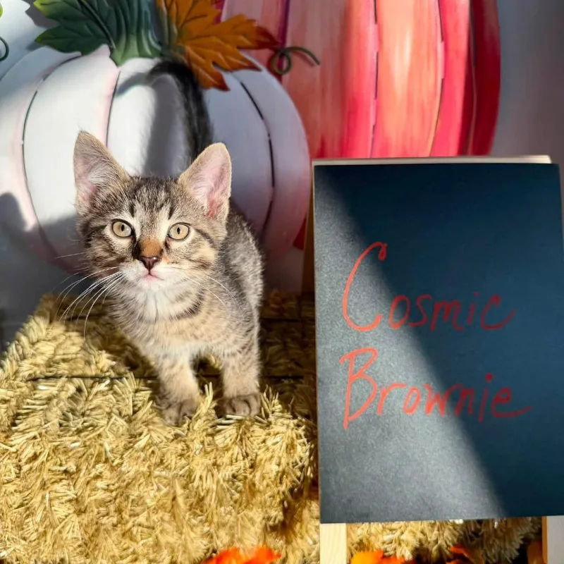 A baby small-sized male Brown / Chocolate Domestic Short Hair cat named Cosmic Brownie for adoption in Carmel, IN