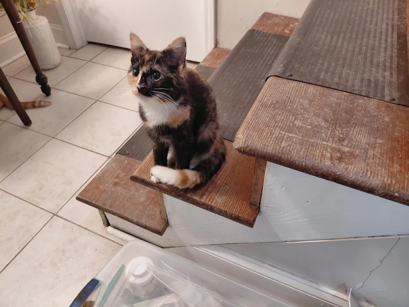 A young medium-sized female Calico Domestic Short Hair cat named Daisy for adoption in Louisville, KY