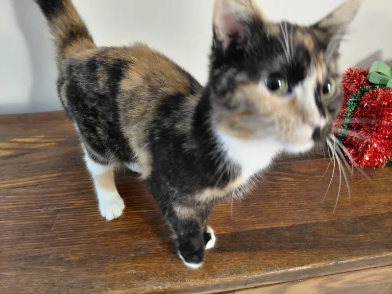 Daisy thumbnail 2