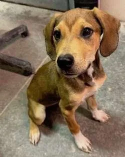 A baby medium-sized male Beagle dog named Barley for adoption in Sudbury, MA