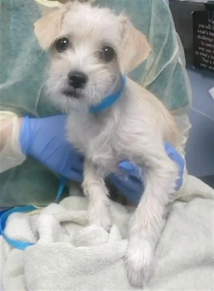 A young small-sized female Cairn Terrier dog named Angel for adoption in Phoenix, AZ