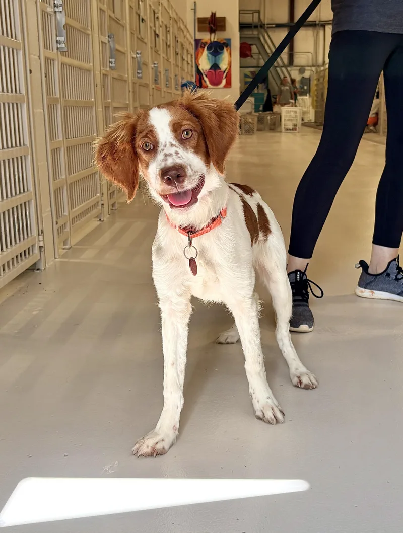 A young medium-sized female English Springer Spaniel dog named Perdita for adoption in Chicago, IL