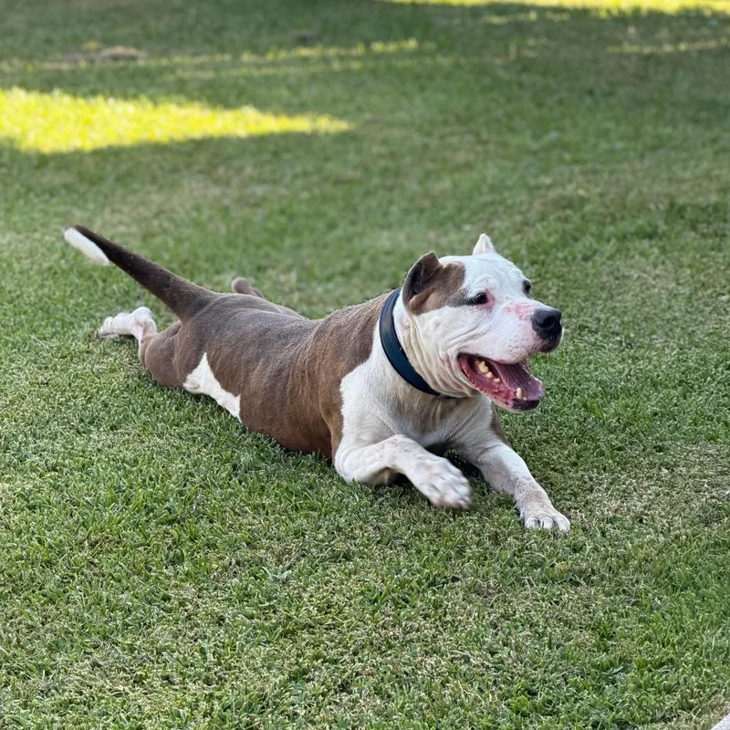An adult large-sized male White / Cream Pit Bull Terrier dog named King for adoption in Beaumont, TX