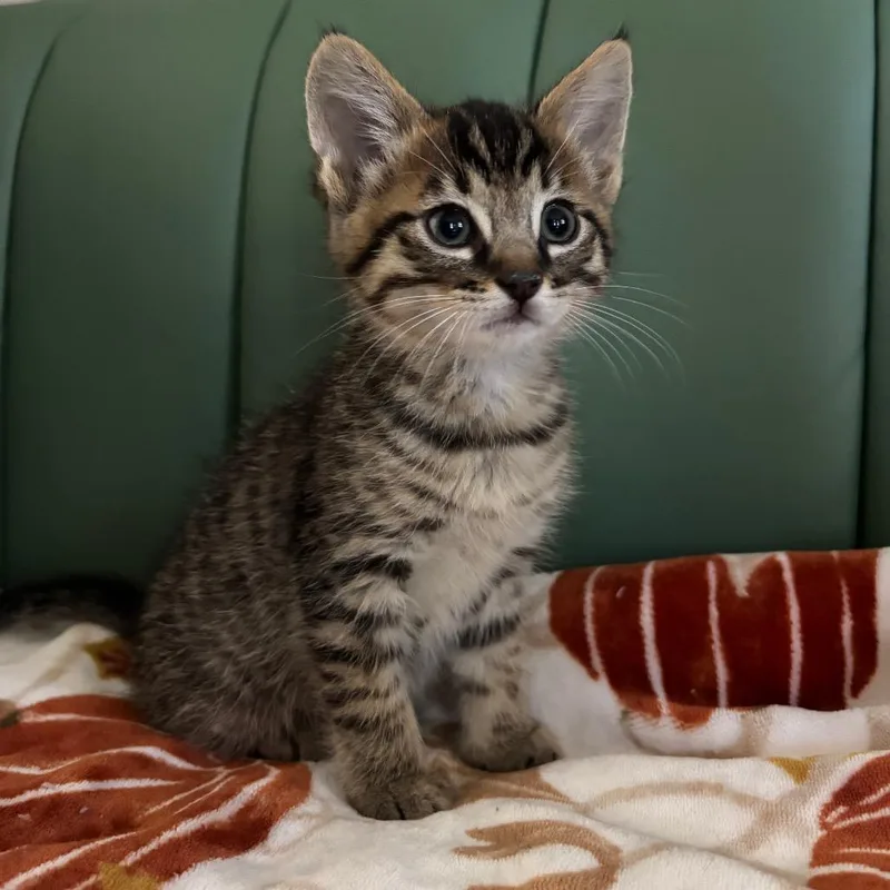 A baby small-sized male Brown / Chocolate Domestic Short Hair cat named Baba Ghanoush for adoption in Westminster, CA
