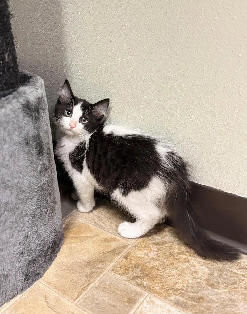 A baby medium-sized female Black Domestic Long Hair cat named Sourdough for adoption in Dodgeville, WI