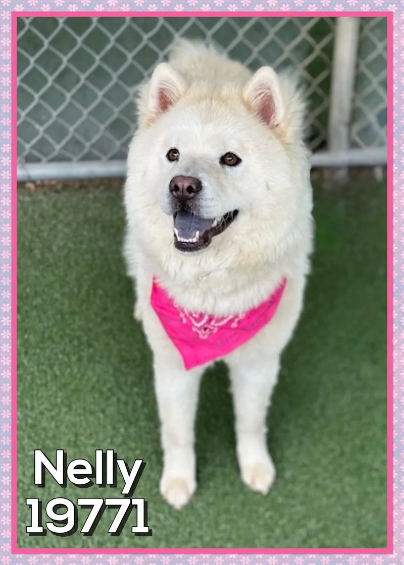 A young medium-sized female White / Cream Chow Chow dog named Nelly for adoption in Marietta, GA