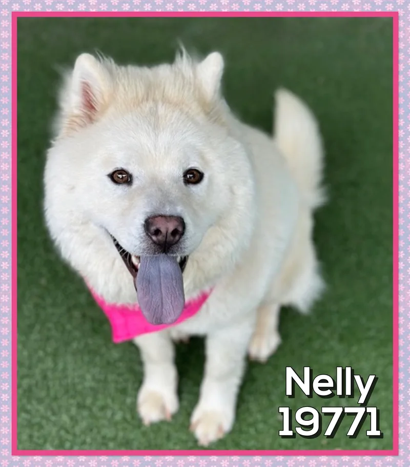 Nelly thumbnail 2