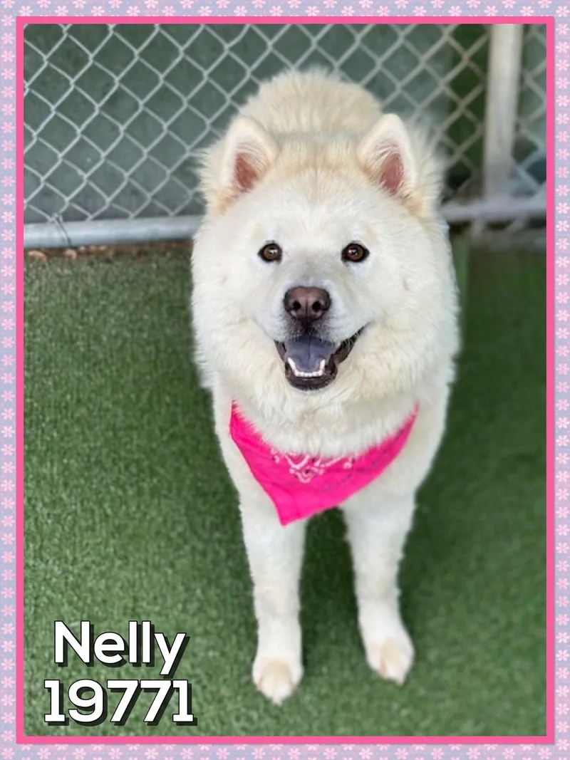 Nelly thumbnail 3