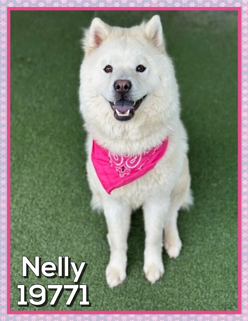 Nelly thumbnail 4
