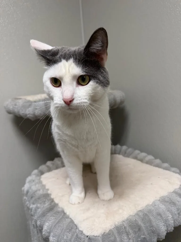 A young small-sized male Domestic Medium Hair cat named Mr. Spots for adoption in Ferndale, NY