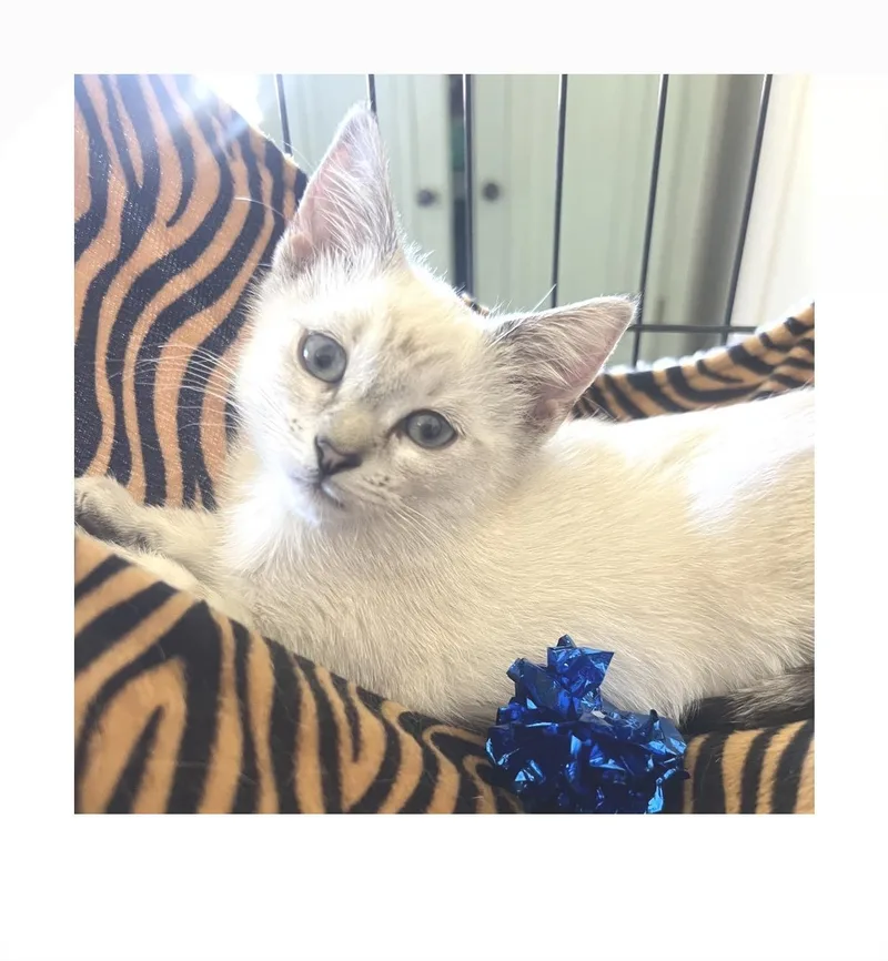 A baby small-sized female White Siamese cat named Snowpea for adoption in San Pedro, CA