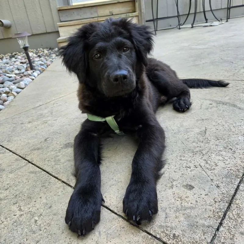 A baby medium-sized male Black Chow Chow dog named Kronk for adoption in Olathe, KS