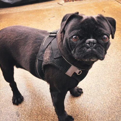 Josephine thumbnail 2