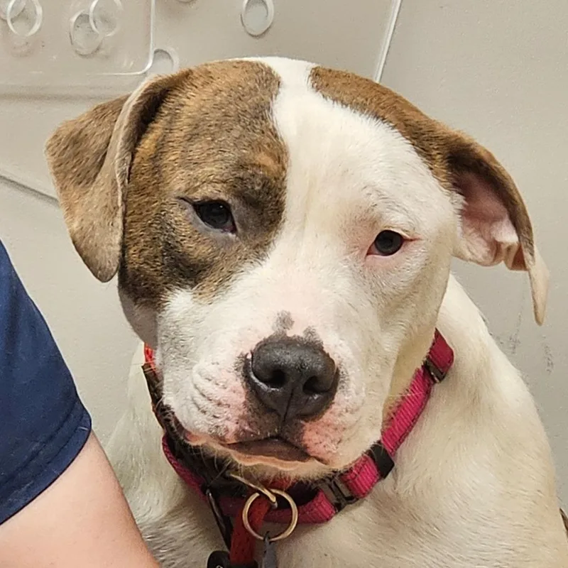 An adult medium-sized female White / Cream Pit Bull Terrier dog named Chili for adoption in Birdsboro, PA