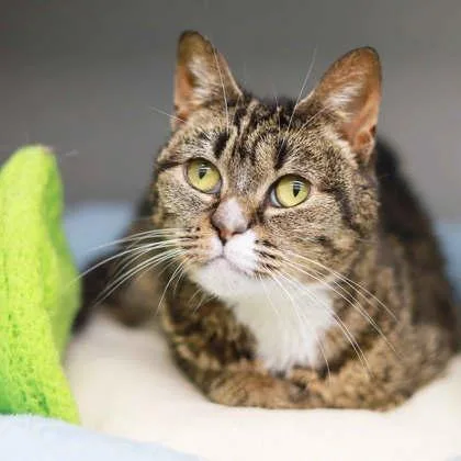 An adult small-sized female Gray / Blue / Silver Domestic Short Hair cat named Babs for adoption in Atlanta, GA