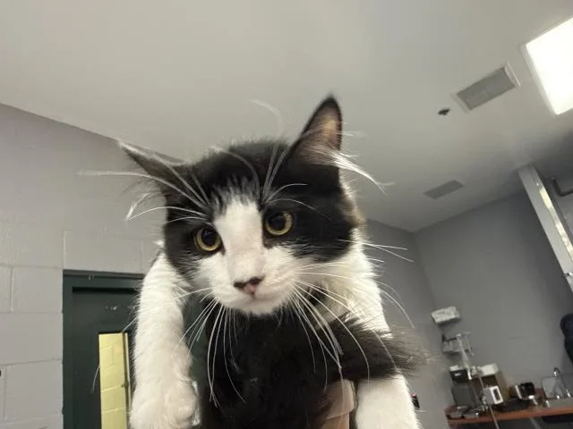 A baby small-sized female Domestic Medium Hair cat named Khloe for adoption in Thousand Palms, CA