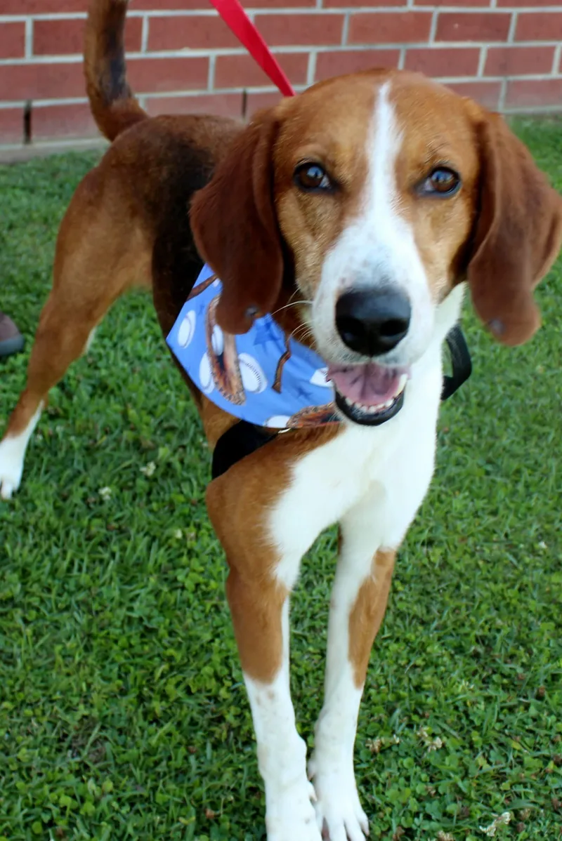 An adult medium-sized male Red / Chestnut / Orange Treeing Walker Coonhound dog named Brave for adoption in Burgaw, NC