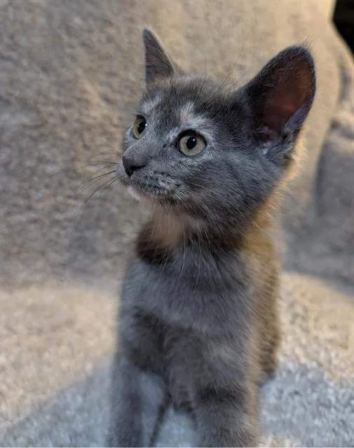 A baby small-sized female Domestic Short Hair cat named Peony for adoption in Peoria, IL