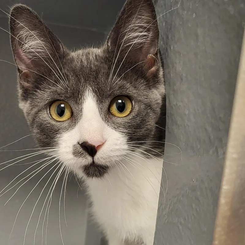 A baby medium-sized male Gray & White Domestic Short Hair cat named Bull Shark for adoption in Grayslake, IL