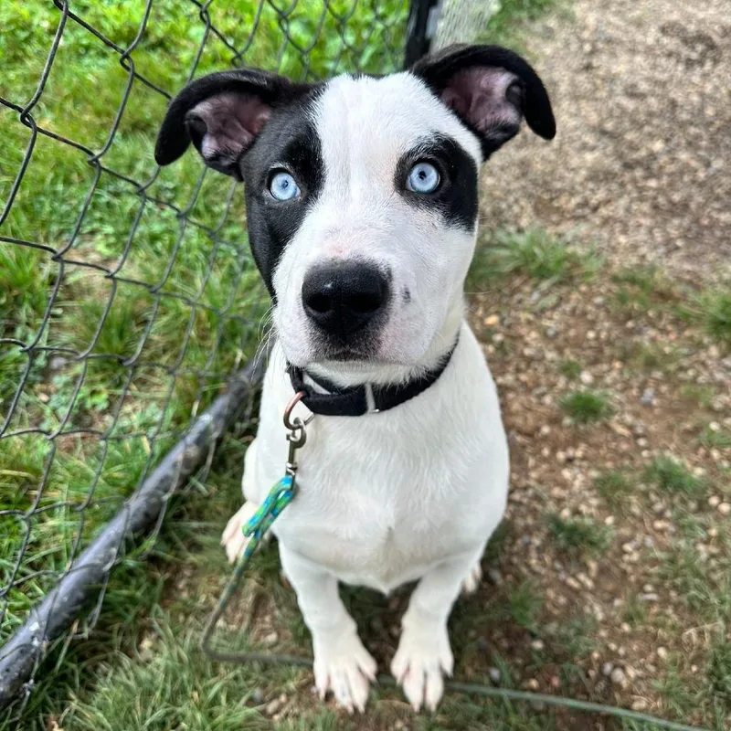 A baby small-sized female Black Pit Bull Terrier dog named Suzy for adoption in Columbia Station, OH