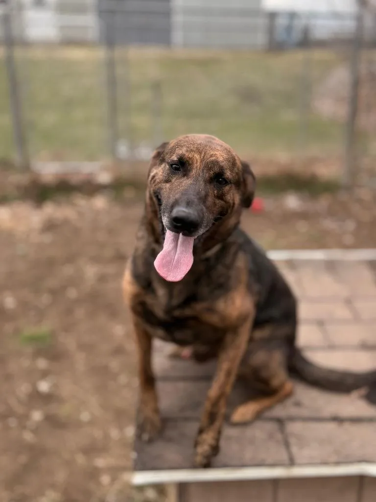 An adult large-sized male Plott Hound dog named Buster for adoption in Peru, NY