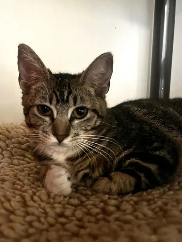 A young small-sized female Domestic Short Hair cat named Belinda for adoption in Santa Rosa, CA
