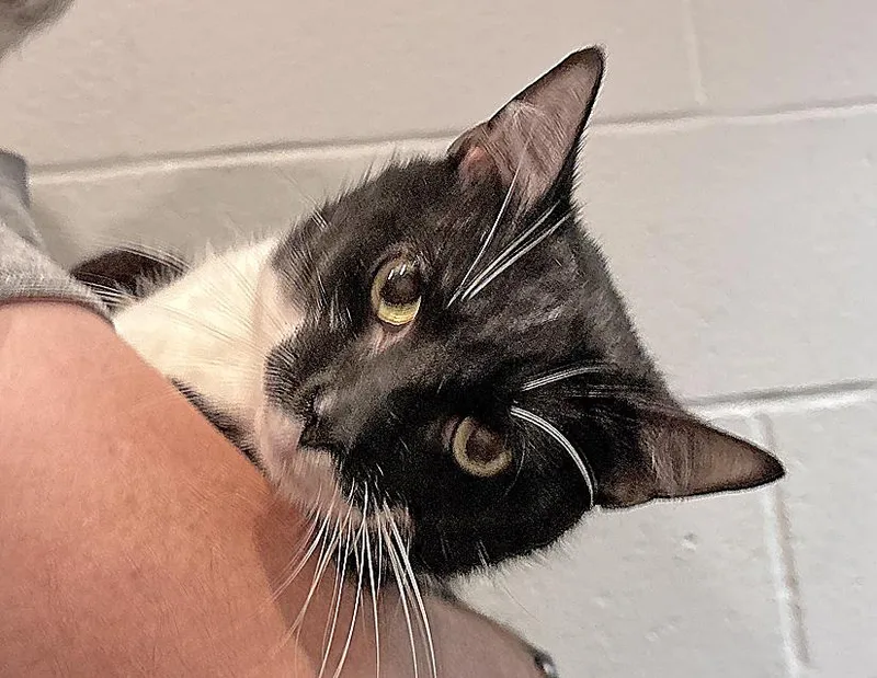 An adult medium-sized male Black & White / Tuxedo Domestic Short Hair cat named Dylan for adoption in Columbus, IN