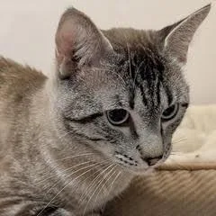 A young medium-sized male Siamese cat named Willow for adoption in Green Valley, AZ