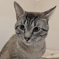 Willow thumbnail 2