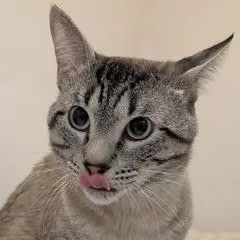 Willow thumbnail 4