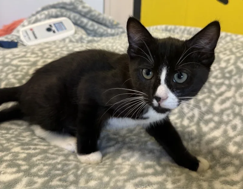 A baby small-sized male Domestic Short Hair cat named Soba for adoption in Lemoore, CA