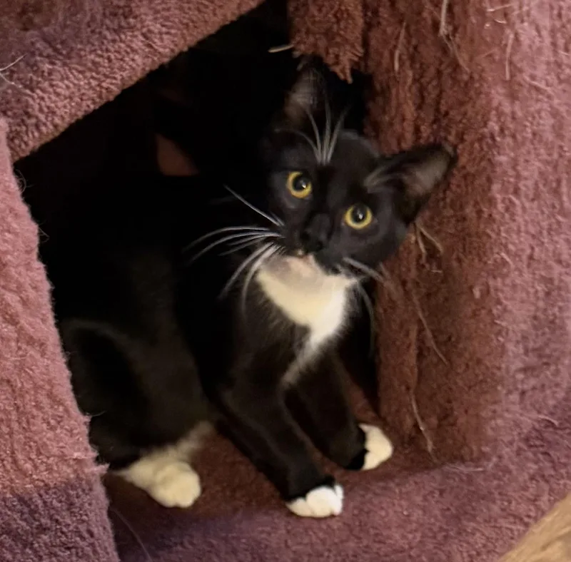 A young medium-sized female Black & White / Tuxedo Domestic Short Hair cat named JoJo for adoption in Lansdowne, PA
