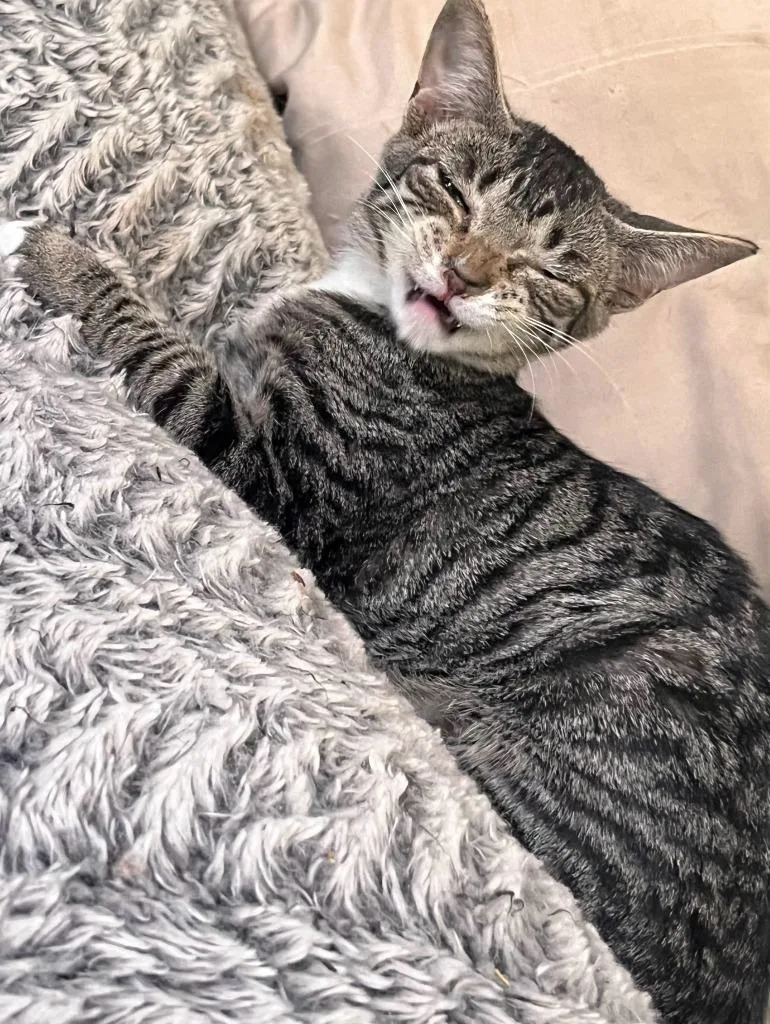 A young medium-sized male Domestic Short Hair cat named Riley for adoption in Grovetown, GA
